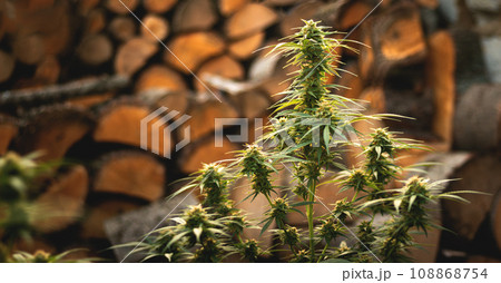 Marijuana plant in the final stages of flowering outdoors. Harvest a bud on a cannabis plant 108868754