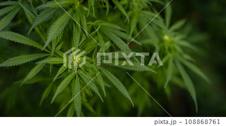 Marijuana plant in the final stages of flowering outdoors. Harvest a bud on a cannabis plant Marijuana plant in the final stages of flowering outdoors. Harvest a bud on a cannabis plant 108868761