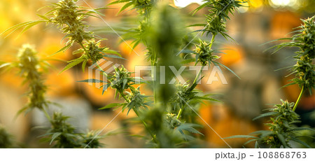Marijuana plant in the final stages of flowering outdoors. Harvest a bud on a cannabis plant 108868763