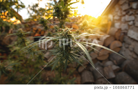 Marijuana plant in the final stages of flowering outdoors. Harvest a bud on a cannabis plant 108868771