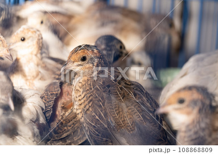 A group of Coturnix lived on a breeding farm, waited for the right time to sell. A group of Coturnix lived on a breeding farm, waited for the right time to sell. 108868809