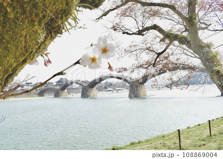 桜と錦帯橋 108869004