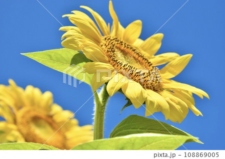 ヒマワリ畑のヒマワリをクローズアップで撮影した写真 ヒマワリ畑のヒマワリをクローズアップで撮影した写真 108869005