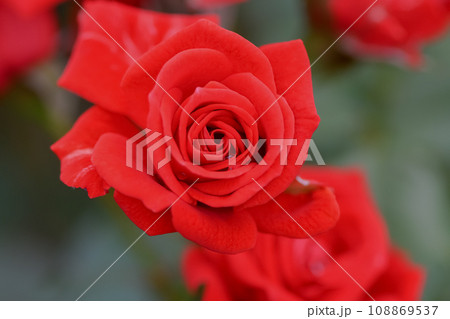 真っ赤なバラ 108869537