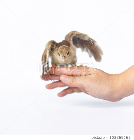 Close up of a light brown Indian pea perched on a human hand turned in the studio opposite a bright white background. 108869565