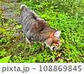 別荘から出て草を食べる飼い猫 108869845