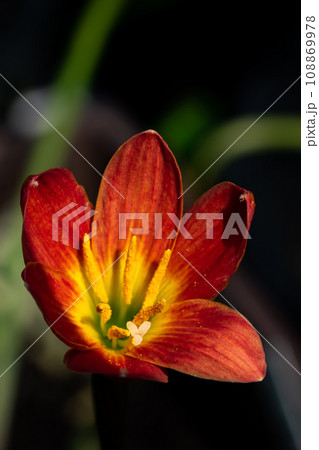 Red Rain Lily in the garden was blooming under the morning light with dark green leaf and brown soil behind. Red Rain Lily in the garden was blooming under the morning light with dark green leaf and brown soil behind. 108869978