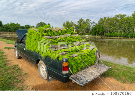 a Pickup car carries the rice sapling, prepare and stand by for transplant rice seedling in paddy field., Thailand. 108870166