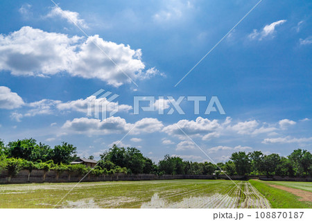 Beautiful Green paddy rice field in the open blue sky. Beautiful Green paddy rice field in the open blue sky. 108870187