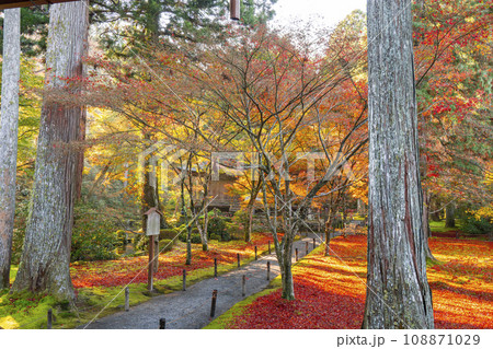 紅葉が美しい京都大原三千院　宸殿から見る往生極楽院 108871029