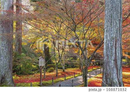 紅葉が美しい京都大原三千院　宸殿から見る往生極楽院 108871032