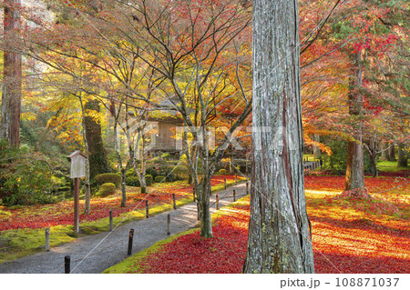 紅葉が美しい京都大原三千院　宸殿から見る往生極楽院 108871037