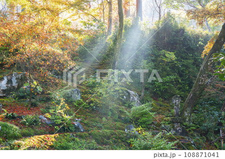 紅葉が美しい京都大原三千院　光射す有清園 108871041