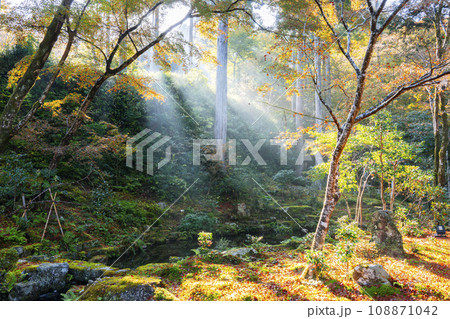 紅葉が美しい京都大原三千院 光射す有清園 紅葉が美しい京都大原三千院 光射す有清園 108871042