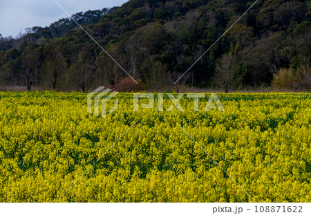 静岡県磐田市岩井 菜の花と桶ヶ谷沼周辺の風景 静岡県磐田市岩井 菜の花と桶ヶ谷沼周辺の風景 108871622