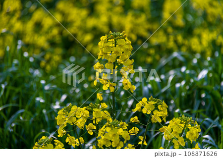 静岡県磐田市岩井　菜の花と桶ヶ谷沼周辺の風景 108871626