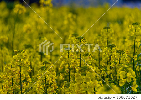 静岡県磐田市岩井　菜の花と桶ヶ谷沼周辺の風景 108871627