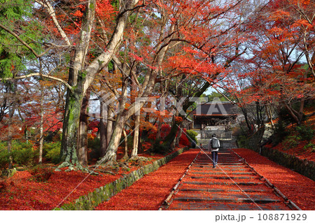 紅葉の毘沙門堂門跡にて(京都市山科区) 紅葉の毘沙門堂門跡にて(京都市山科区) 108871929