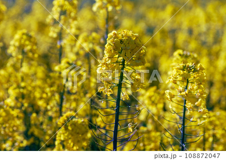 静岡県磐田市岩井　菜の花と桶ヶ谷沼周辺の風景 108872047