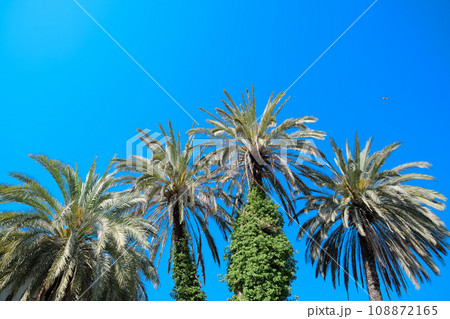 Phoenix canariensis palm 108872165