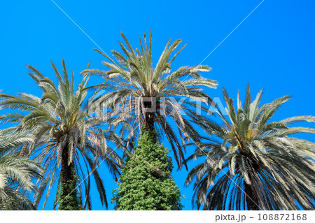 Phoenix canariensis palm Phoenix canariensis palm 108872168