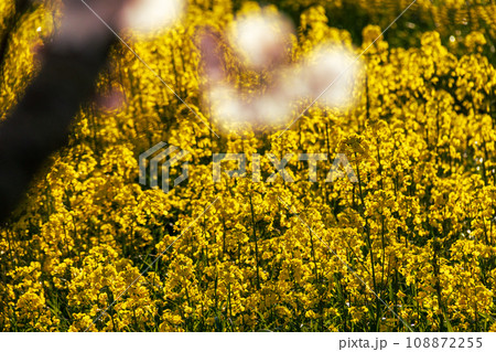 静岡県磐田市岩井　菜の花と桶ヶ谷沼周辺の風景 108872255