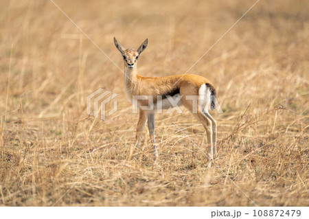 Baby Thomson gazelle stands in long grass 108872479