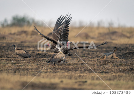 Black-backed jackal chases away vultures from kill 108872489