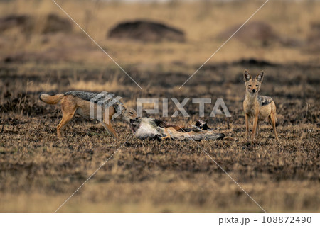 Black-backed jackal stands eating carcase beside another 108872490