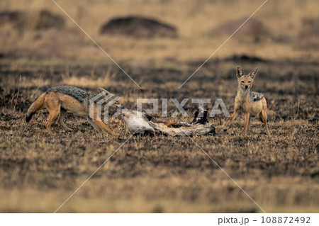 Black-backed jackal stands eating kill beside another Black-backed jackal stands eating kill beside another 108872492