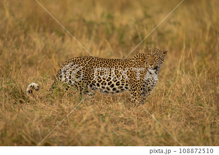 Female leopard stands in grass looking round 108872510