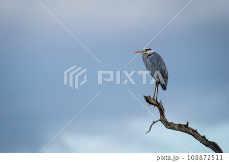 Grey heron on dead branch beneath stormclouds 108872511