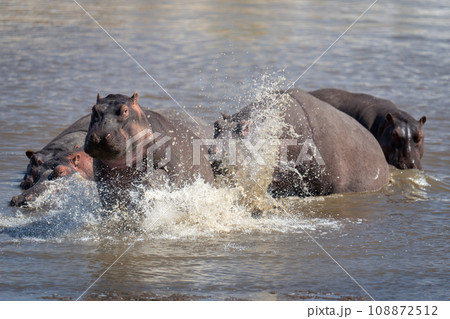 Hippopotamus chases another out of shallow river 108872512