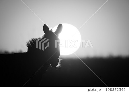 Mono close-up of plains zebra at sunrise 108872543