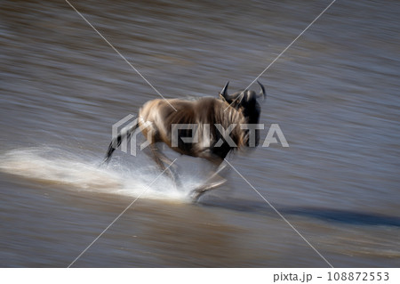 Slow pan of wildebeest galloping across waterway Slow pan of wildebeest galloping across waterway 108872553