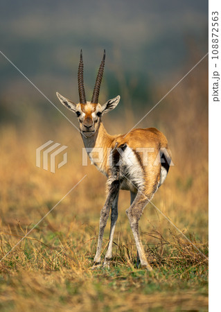 Thomson gazelle stands looking round to camera 108872563