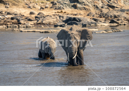 African bush elephant and calf cross river 108872564