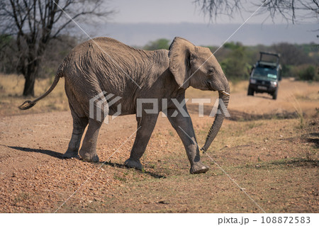 African elephant stands on track near jeep 108872583