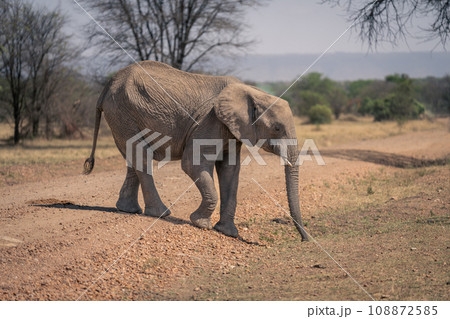 African elephant walks across track in sunshine 108872585