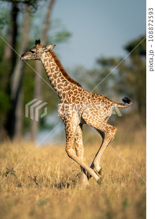 Baby Masai giraffe galloping through grassy clearing 108872593