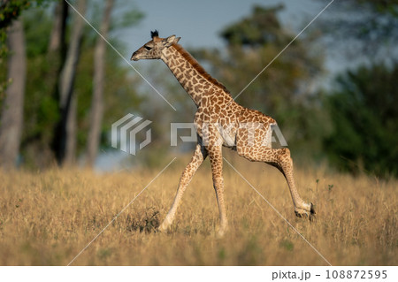 Baby Masai giraffe gallops through grassy clearing 108872595