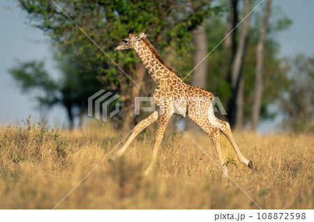 Baby Masai giraffe running across grassy clearing Baby Masai giraffe running across grassy clearing 108872598