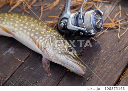 Freshwater pike and fishing equipment lies on wooden background with yellow leaves.. 108873168