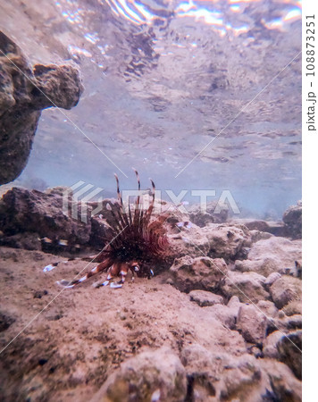 Close up view of Devil firefish or common lionfish (Pterois miles) at coral reef.. 108873251