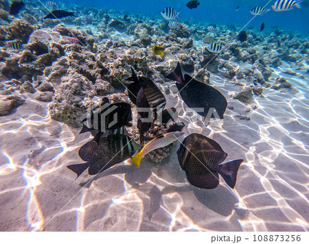 Shoal of differend kinds of the fish - sailfin tang, Longnose Parrotfish, Picasso trigger, Birdmouth wrasse, Klunzinger's wrasse and other tropical fish swimming at the coral reef in the Red Sea, Shoal of differend kinds of the fish - sailfin tang, Longnose Parrotfish, Picasso trigger, Birdmouth wrasse, Klunzinger's wrasse and other tropical fish swimming at the coral reef in the Red Sea, 108873256