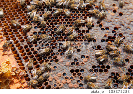 Working bee on the honeycomb with sweet honey.. Working bee on the honeycomb with sweet honey.. 108873288