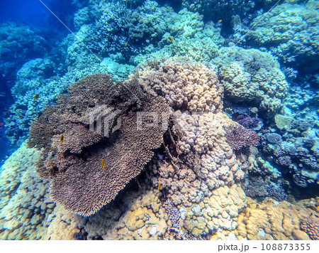 Underwater life of reef with corals and tropical fish. Coral Reef at the Red Sea, Egypt. Underwater life of reef with corals and tropical fish. Coral Reef at the Red Sea, Egypt. 108873355