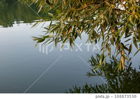 Green tree branch in warm light above calm water Green tree branch in warm light above calm water 108873530