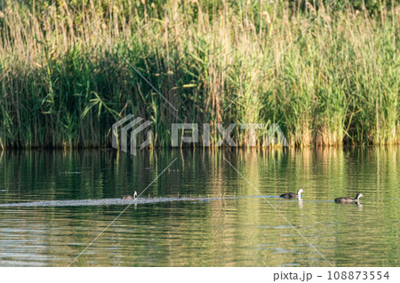 Eurasian coot bird swimming on green lake water Eurasian coot bird swimming on green lake water 108873554