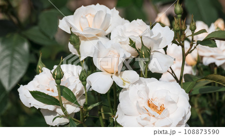 White tender roses bouquet blooming in sunny day 108873590